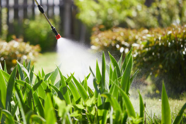24/7 Emergency Termite Control experts in Deer Park, WA